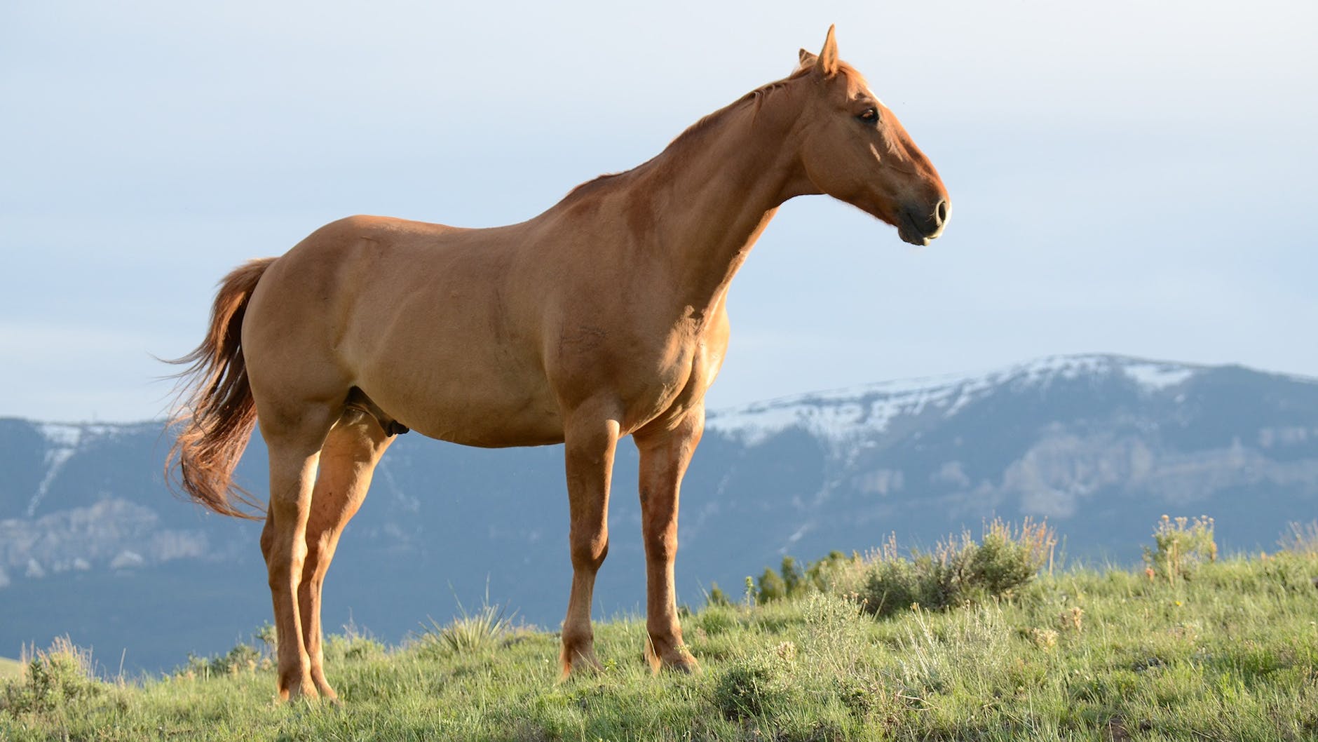 De magische wereld van paarden: verzorging, rijden en meer